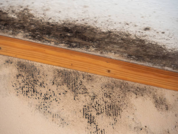 Trusted Olivet, MI Mold Removal Experts