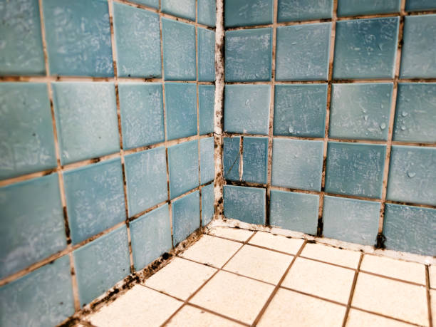 Best Mold Odor Removal Services  in Olivet, MI