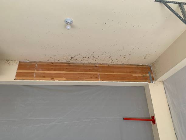 Best Real Estate Mold Inspection  in Olivet, MI