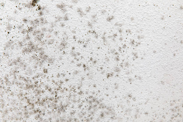 Best Mold Damage Restoration  in Olivet, MI