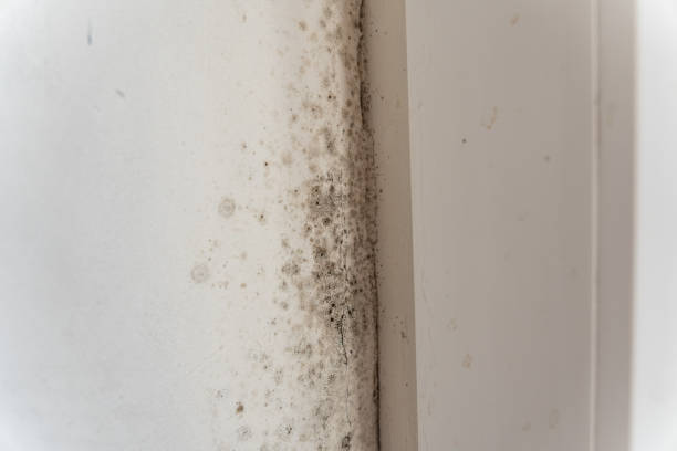 Best Post-Remediation Verification Testing  in Olivet, MI